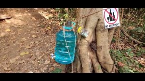 Прогулка по Арамбольским джунглям . Индия 2025