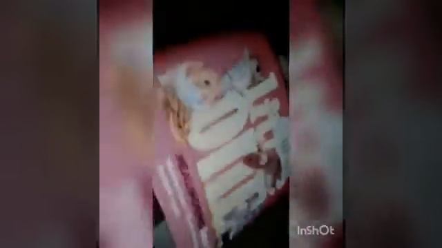 Что надо шиншиллам: 3 часть