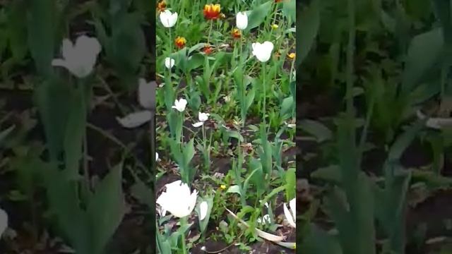 FLOWERS 🌺🌺🌺 тюльпаны