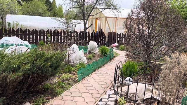 Гортензии укрыла перед возвратными заморозками . Гортензии везу продавать в Москву