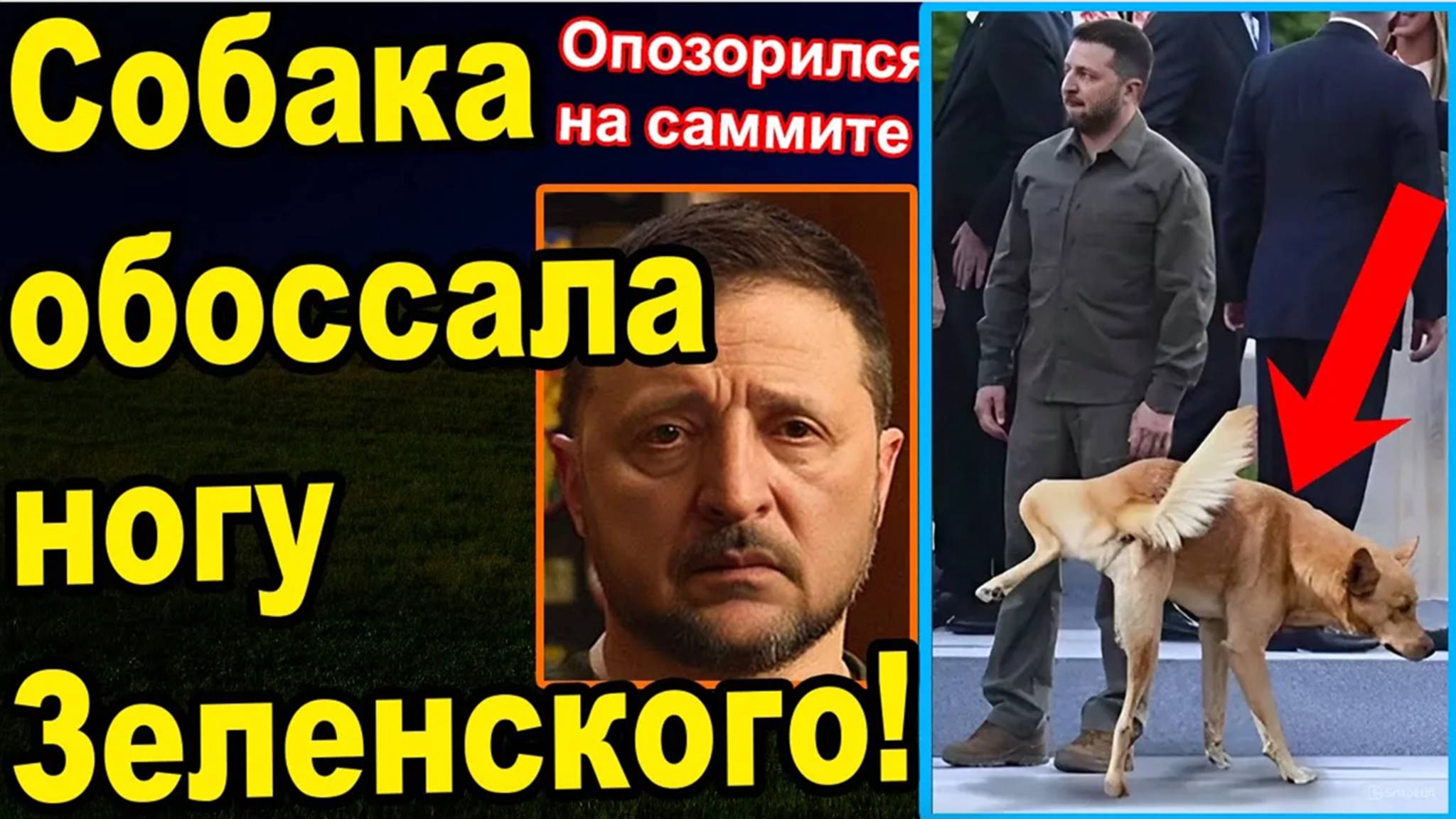 Зелю обоссала овчарка смотреть онлайн