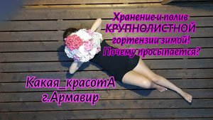 Хранение и полив КРУПНОЛИСТНОЙ гортензии зимой!Почему просыпается?11.02.25