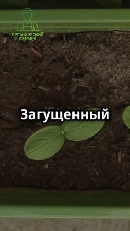 Три совета для супер рассады