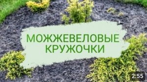 МОЖЖЕВЕЛОВЫЕ КРУГЛЫЕ КЛУМБЫ. 9.06.2023г.