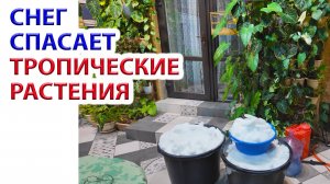 Поломался осмос - спасаем растения  - спасибо снегу в Ростове :)