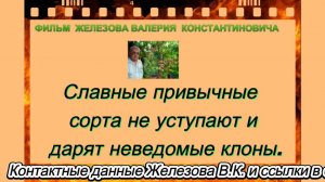 Славные привычные сорта не уступают и дарят неведомые клоны.