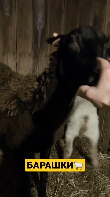 Месячные барашки🐑😊 #shorts #деревня смотреть онлайн