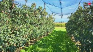 Сбор яблок в сельской местности Швейцарии 🇨🇭Альтнау, яблочная деревня в ШВЕЙЦАРИИ