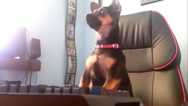 Dota 2: TI5 Короткие мультфильмы смотреть онлайн