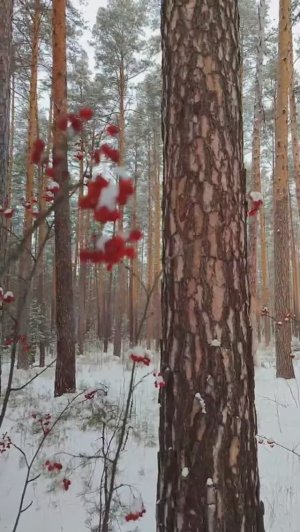 Конец января в уральском лесу