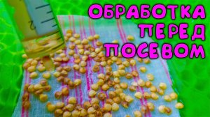 Капнул 💦 на семена аптечным средством 💊 перед посевом на рассаду 🌱и очистил их от всех болезней