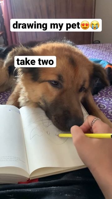 drawing my pet😍 #youtubeshorts #viral #drawing #pet #dogs #dogshorts #funnyshorts #viralshort смотреть онлайн