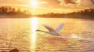 Ты моя Жизнь