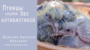 Птенцы без антибиотиков-часть-1