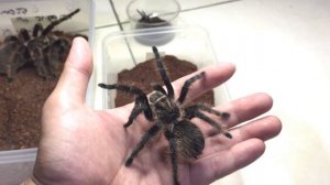 Mengenal Brachypelma Albopilosum