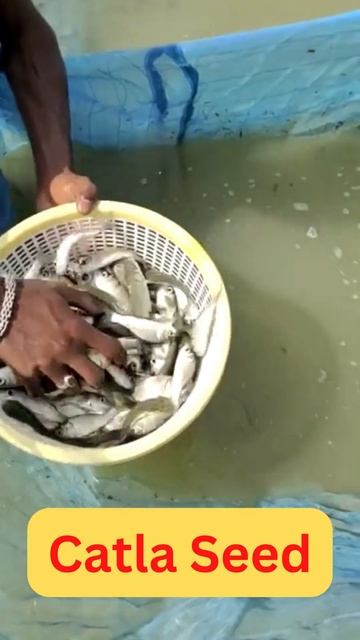 #short 2 - Catla Carp Seed - Good Quality Seed - For Good Survival & Growth - Sustainable Aquacultu смотреть онлайн
