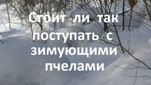 Стоит ли так поступать с зимующими пчелами
