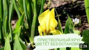 ПРИСТВОЛЬНЫЙ КРУГ ЦВЕТЁТ БЕЗ ОСТАНОВКИ 😊 14.05.2023г.