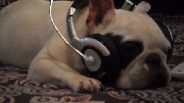 бульдог блондик слушает музыку смотреть онлайн