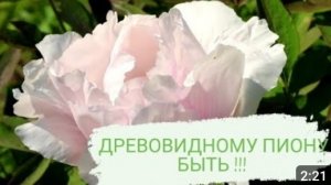 ДРЕВОВИДНОМУ ПИОНУ БЫТЬ В 🌲МОЖЖЕВЕЛОВОМ САДУ🌲. ЦВЕТЕНИЕ ДРЕВОВИДНОГО ПИОНА. 15.05.2023г.