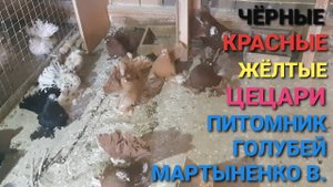 🔥🔥🔥 Желтые, красные, чёрные цецари. Ростовские статные качуны в питомнике голубей Мартыненко В.В.