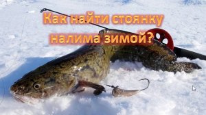 Как найти стоянку налима зимой