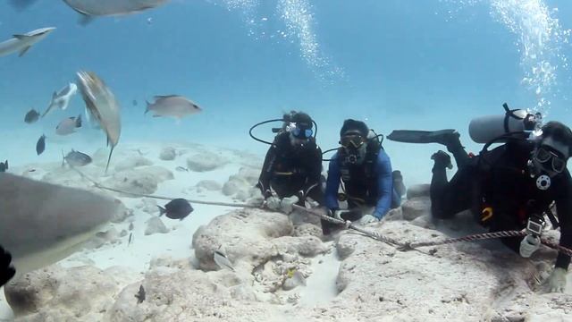 Bull Shark Video смотреть онлайн