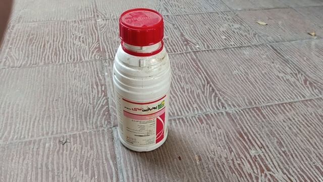 Get Rid of Aphids Fast and Easy || How to rid Aphids on Roses plant #aphids #plantcare смотреть онлайн