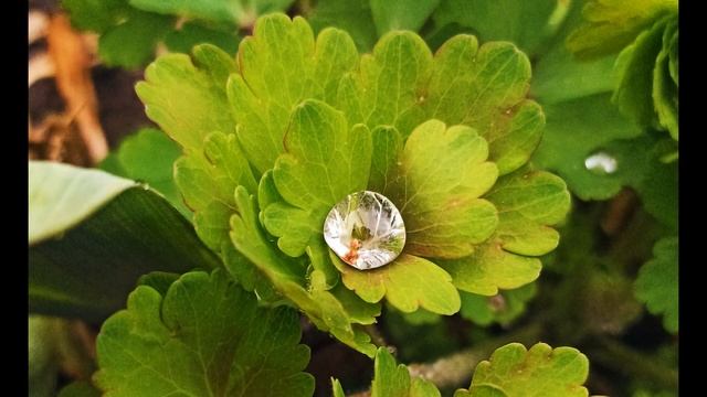 Бриллиант природной красоты  || видео 4К смотреть онлайн