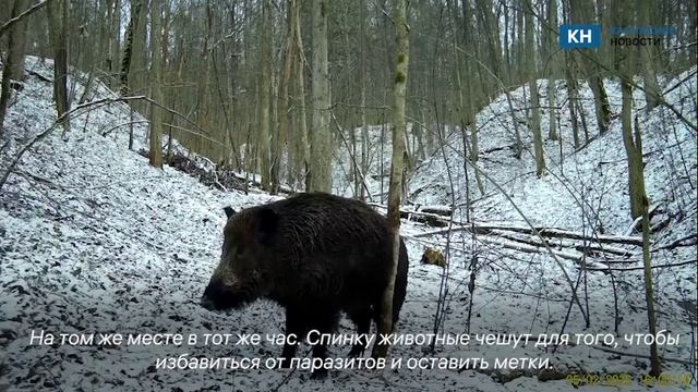 Кабаны «Калужских засек» выбрали дерево для чесания