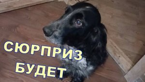 СЮРПРИЗ БУДЕТ