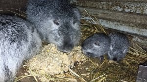 Подкармливаю малышей молоком. Женя зовёт на пикник. 07.02.25