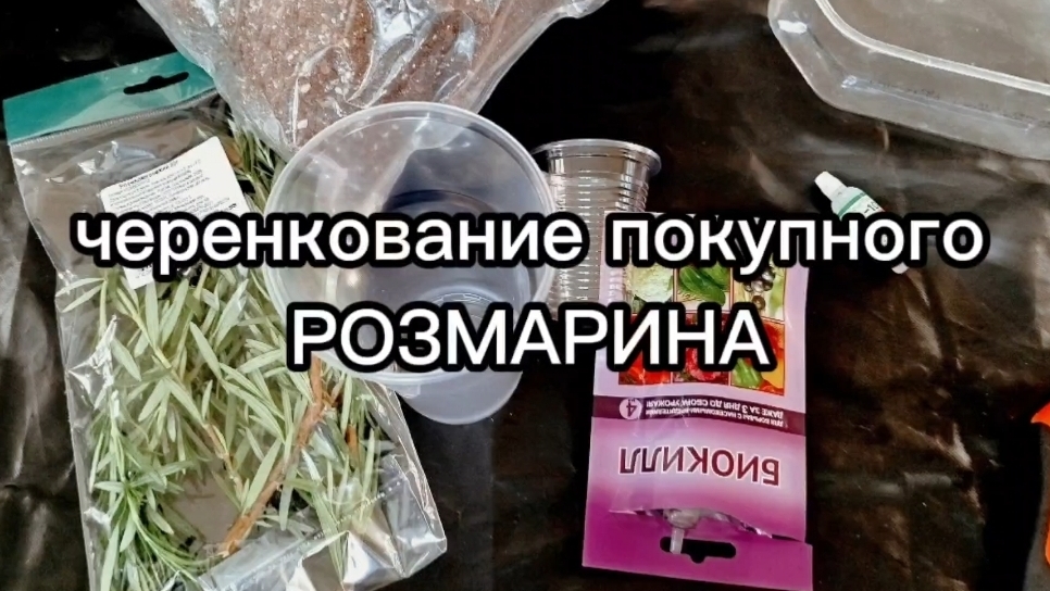 Размножение Розмарина из магазина