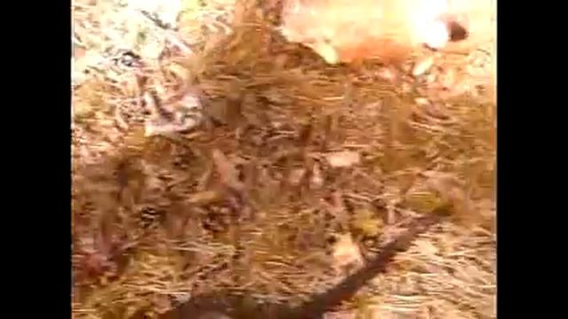 Поймал змею 8 мая.mp4 смотреть онлайн