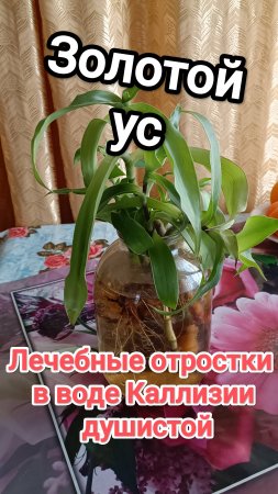 Золотой ус. Каллизия душистая. Лечебные отростки с корешками в воде