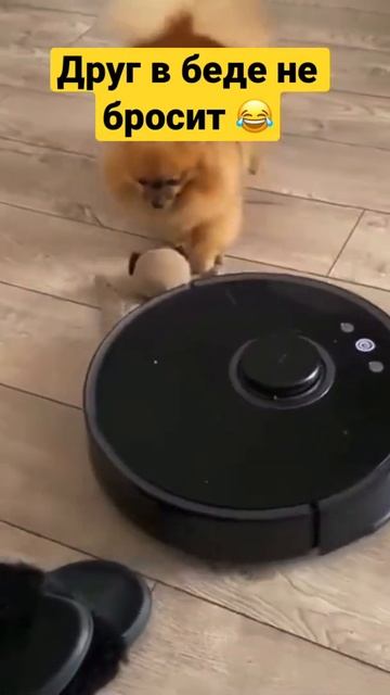Друг в беде не бросит 😂 #shorts #буднипитомца #dog #животные #друг #собакадругчеловека смотреть онлайн