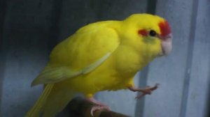 TimPtitZ: Какарики (короткие видео). Kakariki.