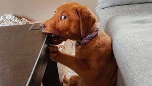 Самые смешные видео про животных 2025😁 Забавные собаки и коты