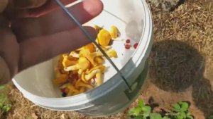 Лисички пошли! Иду за грибами😉🐾Начался рост лисичек в Костромской области