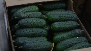 ОВОЩНАЯ РЕВОЛЮЦИЯ