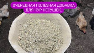 Несушки кормят.