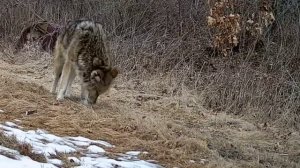 Видео фотоловушки