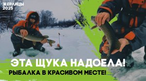 ЭТА ЩУКА НАДОЕЛА! Рыбалка в КРАСИВОМ МЕСТЕ! Жерлицы 2025