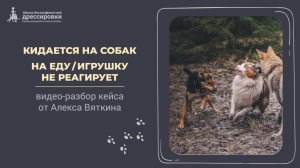 Кидается на собак. На еду/игрушки не реагирует