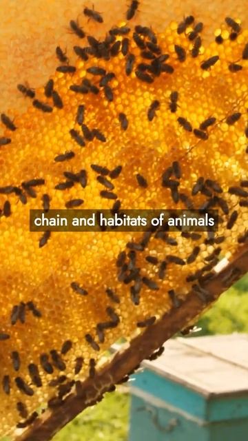 World without Honey Bees🐝 #honeybees #world #pollination #honey #shorts смотреть онлайн