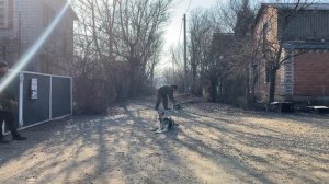 Немецкая овчарка 4,5 месяцев Рэй! Будни дрессировки!