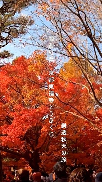 【樂透旅遊】到京都東福寺 賞盡秋天美楓 #旅遊大玩家 #shorts