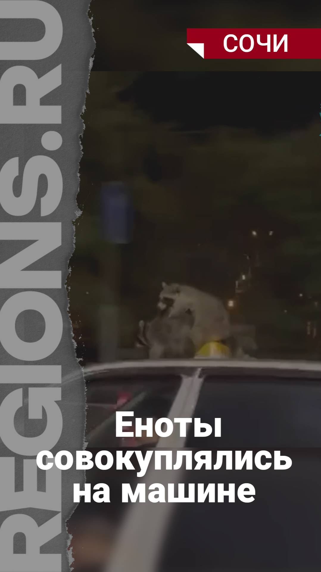 Опасная перевозка животных