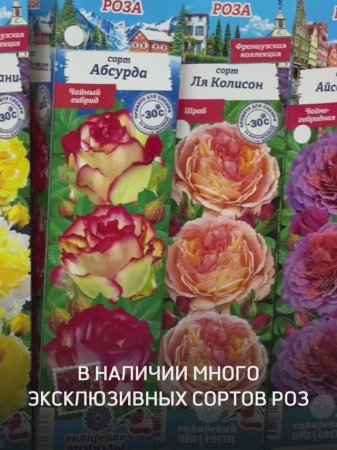 Розы 2025 еще