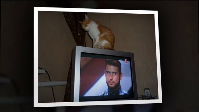 КОШКИ НЕ ПОХОЖИ НА ЛЮДЕЙ смотреть онлайн